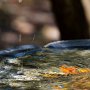 <p align=left>J'ai eu beau patienté, aucun ne s'est présenté à la fontaine.